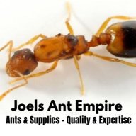 Joel Ants