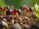 ameisen-mit-stachel-mythen-und-fakten-ueber-diese-stachelbewehrten-krabbeltiere