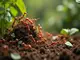 ameisen-pharao-artenportrait-und-zuchtmoeglichkeiten
