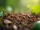 ameisen-wie-viele-beine-fakten-ueber-die-biologie-unserer-winzlinge