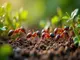 ameisenarten-in-niedersachsen-vielfalt-der-kleinen-krabbler