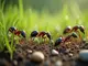 die-ameisenvielfalt-in-der-schweiz-so-viele-arten-leben-hierzulande