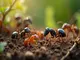 die-besten-ameisenarten-in-frankreich-ein-muss-fuer-jeden-zuechter