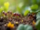 ein-blick-auf-die-ameisenarten-schleswig-holstein-vielfalt-im-norden