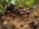 erstaunliche-ameisen-experimente-was-wir-ueber-ihre-intelligenz-lernen